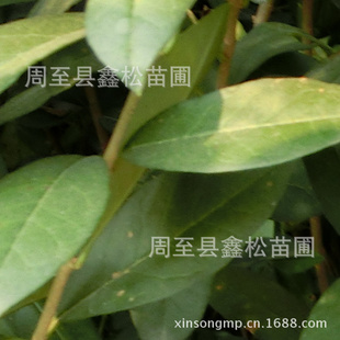 批发水蜡苗/陕西优质水蜡小苗/营养钵水蜡苗