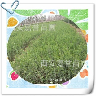营养钵侧柏 陕西西安周至绿化苗木基地 山西营养杯侧柏 绿化苗木