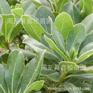 海桐树苗/西安鑫松苗圃自产大量营养钵装海桐树苗