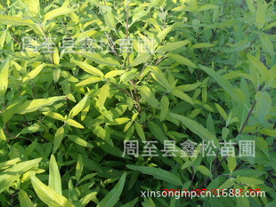 批发优质金叶莸/陕西绿篱小苗营养钵金叶莸