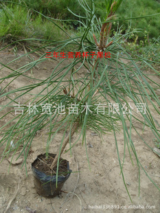 樟子松3年营养钵苗10*10碗,成活率高,品质好价格低