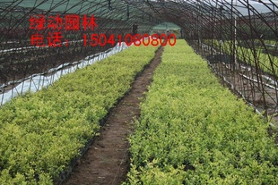 金叶水腊营养钵苗 金叶水腊报价 金叶水腊小苗 绿化苗木 绿化种苗
