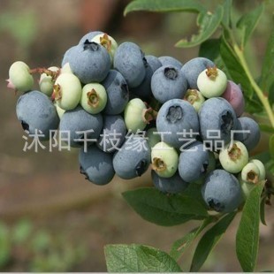 蓝莓树苗 盆栽优质蓝莓苗 北春南方果树苗 带营养钵发货 确保成活