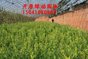 金叶水腊营养钵苗 反季节栽植苗木*选金叶水腊 零成本养护易活