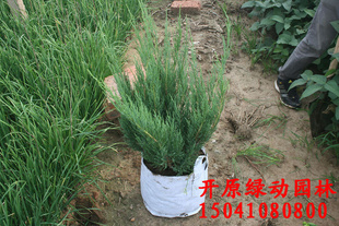 偃柏 偃柏容器苗 偃柏营养钵苗 偃柏绿篱苗 珍贵苗木 绿化苗木