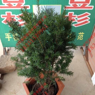 批发 曼地亚红豆杉树苗 母本营养钵盆景苗 挂果红豆杉 数量有限
