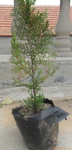 大量绿化用80cm--150cm营养钵侧柏