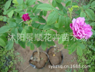 销售 丰花玫瑰 平阴一号 玫瑰带营养钵 根须好
