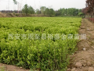 批发【金叶女贞】营养钵(杯)金叶女贞陕西山东河南绿篱绿化苗木
