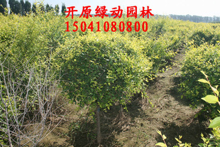 金叶榆 金叶榆营养钵苗 金叶榆容器苗 金叶榆球容器苗 容器苗热卖