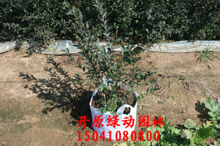 紫叶水腊 紫叶水腊容器苗 紫叶水腊营养钵苗 紫叶水腊绿篱苗 彩叶