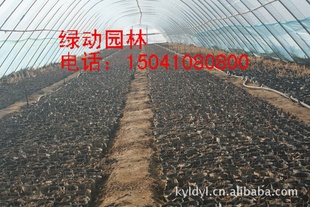 昌吉紫叶稠李 紫叶稠李营养钵苗 玛纳斯紫叶稠李价格