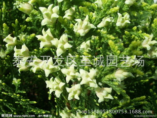 侧柏苗哪里有 优质侧柏苗 营养钵侧柏苗