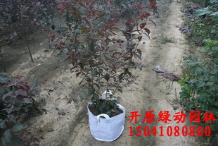 红叶李 密枝红叶李 红叶李容器苗 红叶李营养钵苗 容器苗热卖