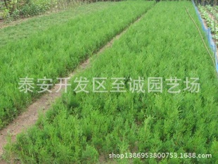 营养钵侧柏苗 甘肃侧柏苗 甘肃侧柏苗 侧柏苗价格