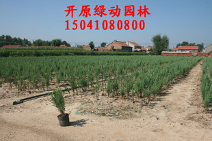 偃柏 偃柏小苗 偃柏容器苗 偃柏营养钵苗 辽宁偃柏 内蒙古绿化