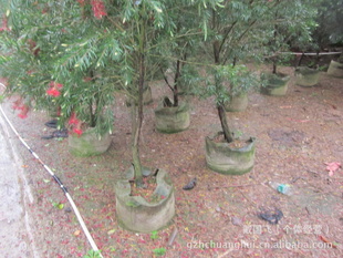 出口花盘容器 植树袋 种植袋