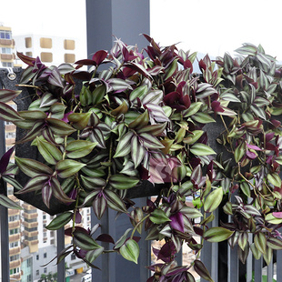 壁挂式种植袋、园林美植袋