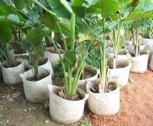 环保植树袋 绿化苗木种植袋 针刺美植袋