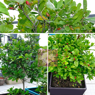 轻巧实用种菜美植袋