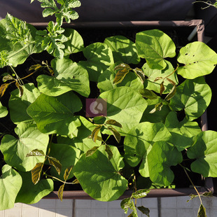 收纳省地方种菜袋牛津布美植袋