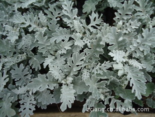 优质草花 银叶菊 银灰 营养钵栽植 价格低(图)张