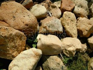 销售批发深圳珠海招牌石黄腊石、黄蜡石景观石材