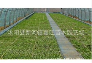 穴盘 育苗盘 营养钵批发 32 50 72 128 200穴 育苗专用 批发