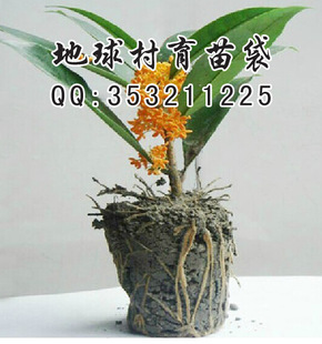 育苗袋农业园艺用品 植物盆栽 营养钵 现货批发育苗袋 营养袋