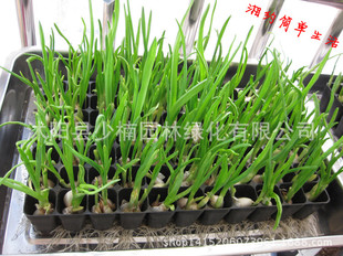 批发黑色塑料育苗盘 营养钵 蔬菜 花卉育苗 加厚 抗氧化 耐用