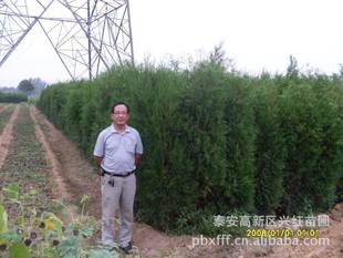 侧柏苗 裸根苗 土球苗 营养钵 营养袋
