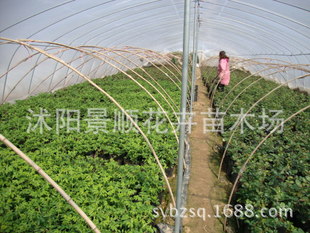 宿迁 丰花玫瑰苗 平阴玫瑰 大花玫瑰营养钵