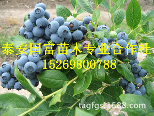 蓝莓树苗 优质蓝莓苗 营养钵发货确保成活 新品种蓝莓苗