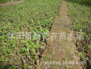大量出售 丰花玫瑰苗 平阴一号苗 嫁接月季苗营养钵