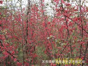 道年花木园艺场大量销售 绿化苗木 日本海棠营养钵 盘锦 成活率高