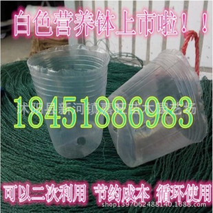 2014年推出新款白色营养钵加强版厚度 耐用 可以循环使用的营养杯