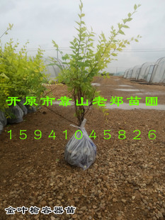 【金叶榆营养钵】金叶榆绿篱 金叶榆价格 东北辽宁繁育嫁接基地