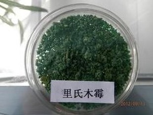 ɫľù|紲|ľù||Ӿ