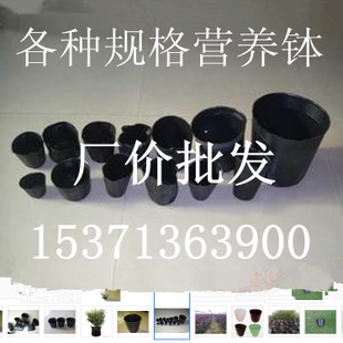 营养钵 育苗杯 简易育苗盆 育秧盆 营养杯 黑色摔不坏 批发价