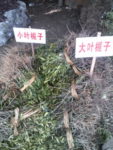 特价100万营养钵