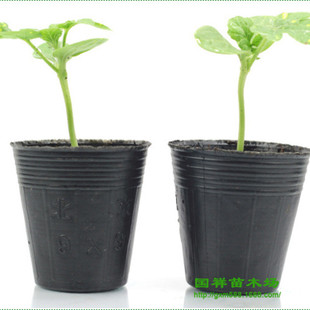 批发营养钵 穴盘 花盆 营养袋 育苗盘 规格* 量大优惠