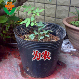 花卉苗木育苗专用营养钵9*9cm