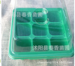 9׺12  Ѩ鱣±ʪ  粧