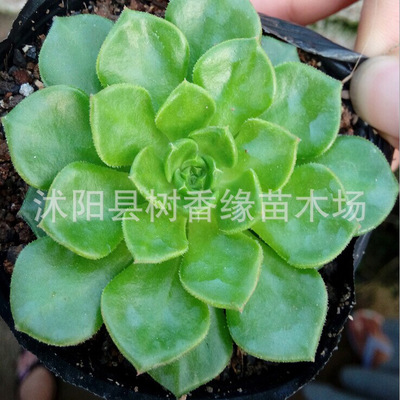 ֲ  ֱ3CM 칫һ ΢