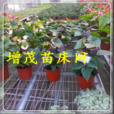 ƶ紲豸/ƶ紲/ϫ紲