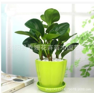 豆瓣绿盆栽绿萝吊兰花卉水培植物办公室防辐射创意绿植盆景多肉