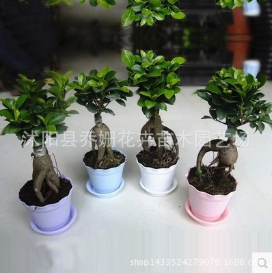 特价人参小榕树大中小榕树创意绿植盆栽 室内桌面花卉盆景发财树