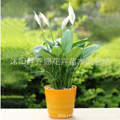 绿植盆景白掌防辐射除甲醛植物 客厅办公室内桌面花卉盆栽春季