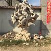 供应太湖石景观石园林石千层石刻字石、假山石,龟纹石,庭院石