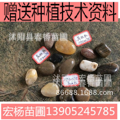 出售 玉石 雨花石 鹅卵石 水培 鱼缸玻璃石彩石 多色石子石头